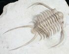 Paraceraurus Trilobite From Russia #10252-4